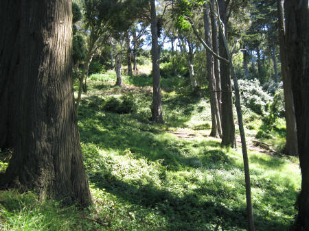 Buena Vist Park in the Haight Asbury District of San Francisco